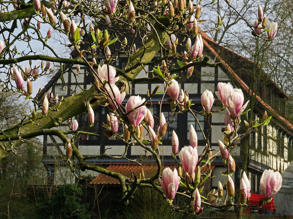 Magnolien