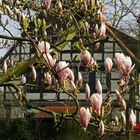 Magnolien