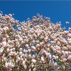 Magnolien