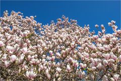 Magnolien