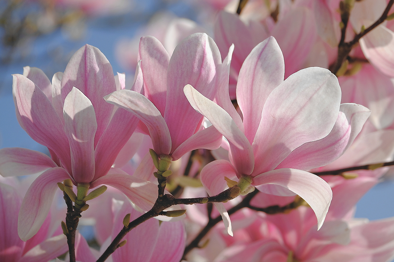 Magnolien