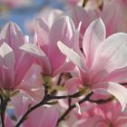 Magnolien