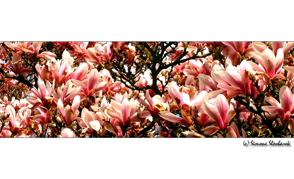 ~ Magnolien ~