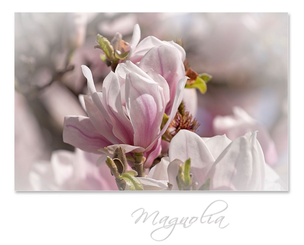 ~ Magnolien ~