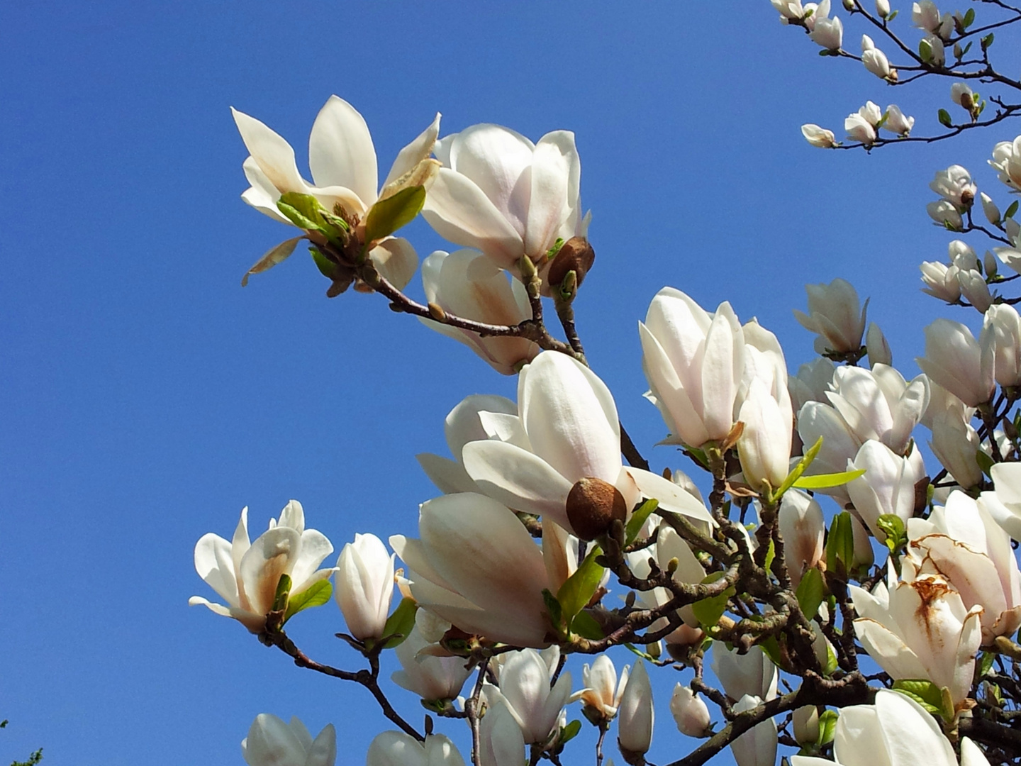 Magnolien