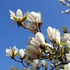 Magnolien