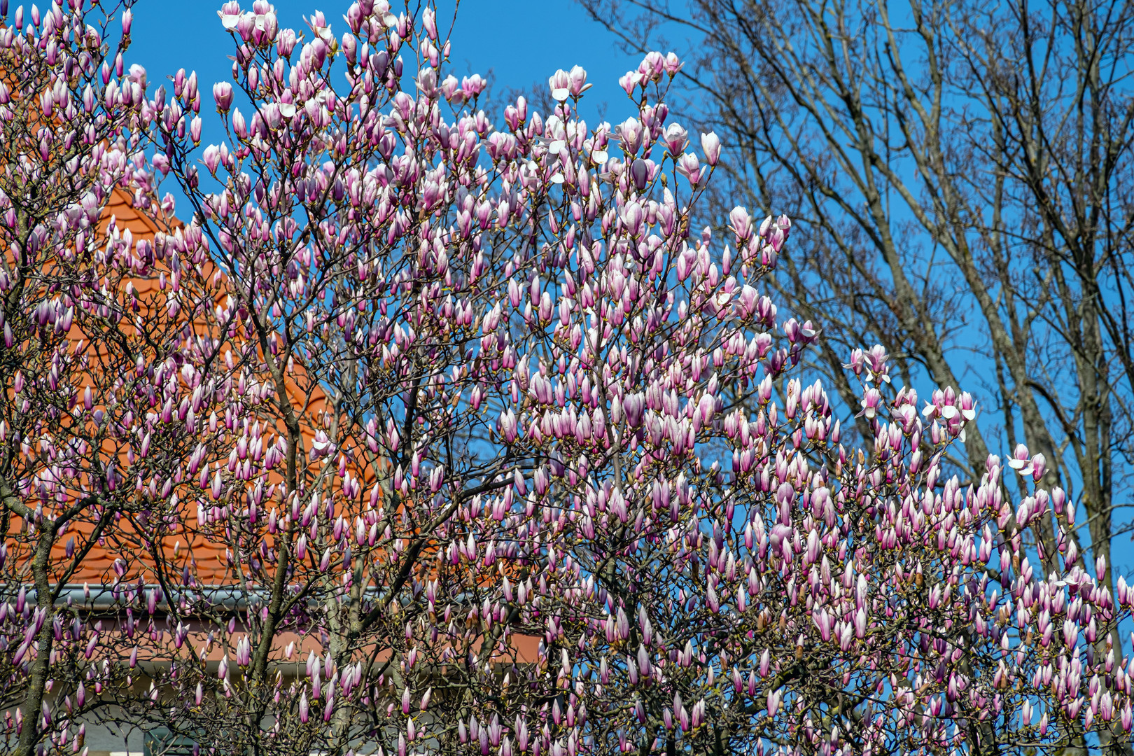 Magnolien