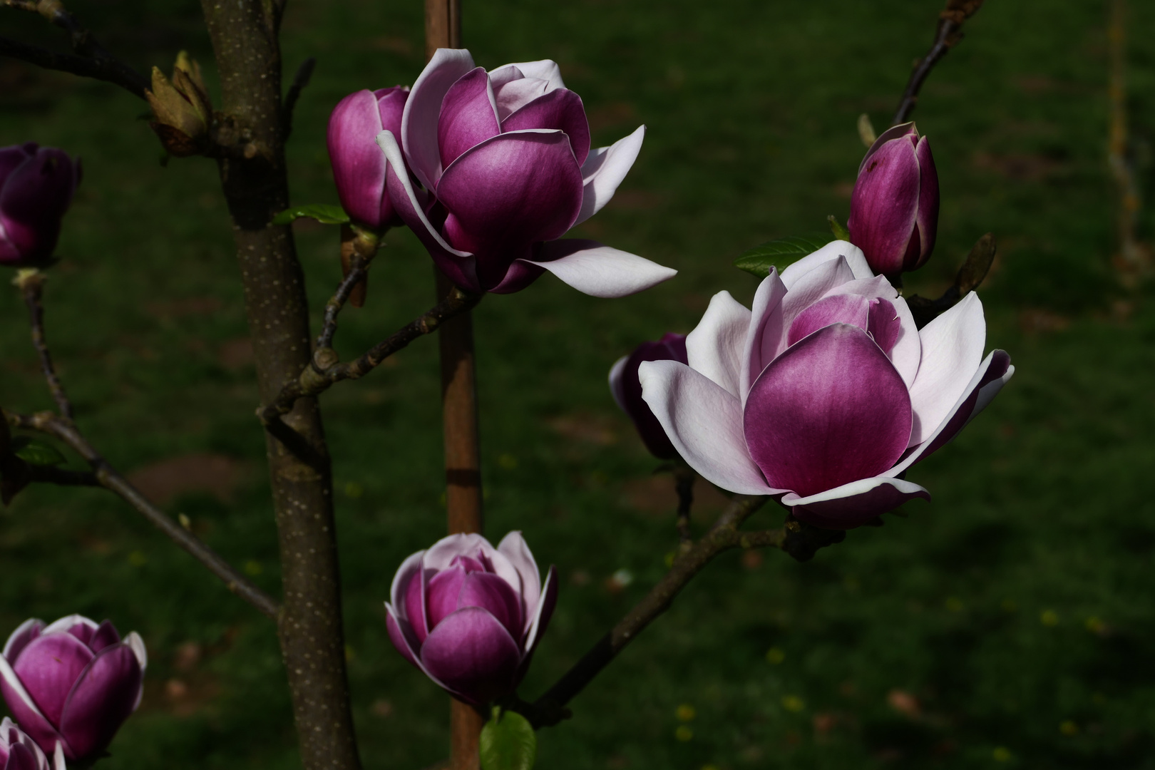 Magnolien