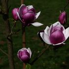 Magnolien