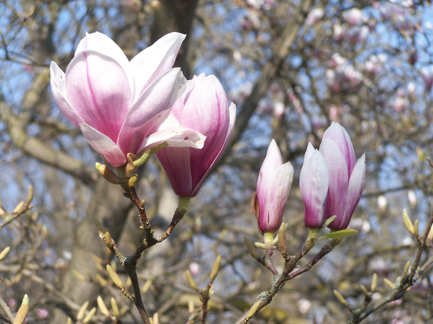 Magnolien