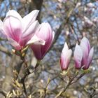 Magnolien