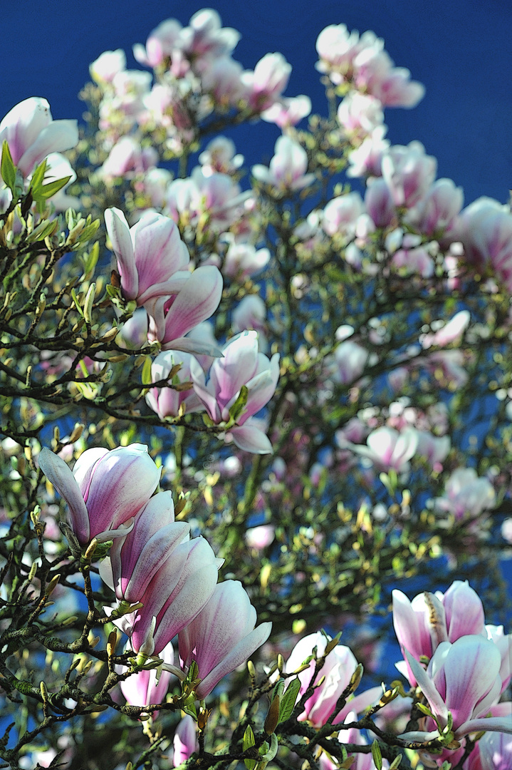 Magnolien