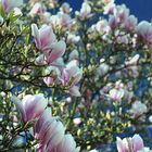 Magnolien