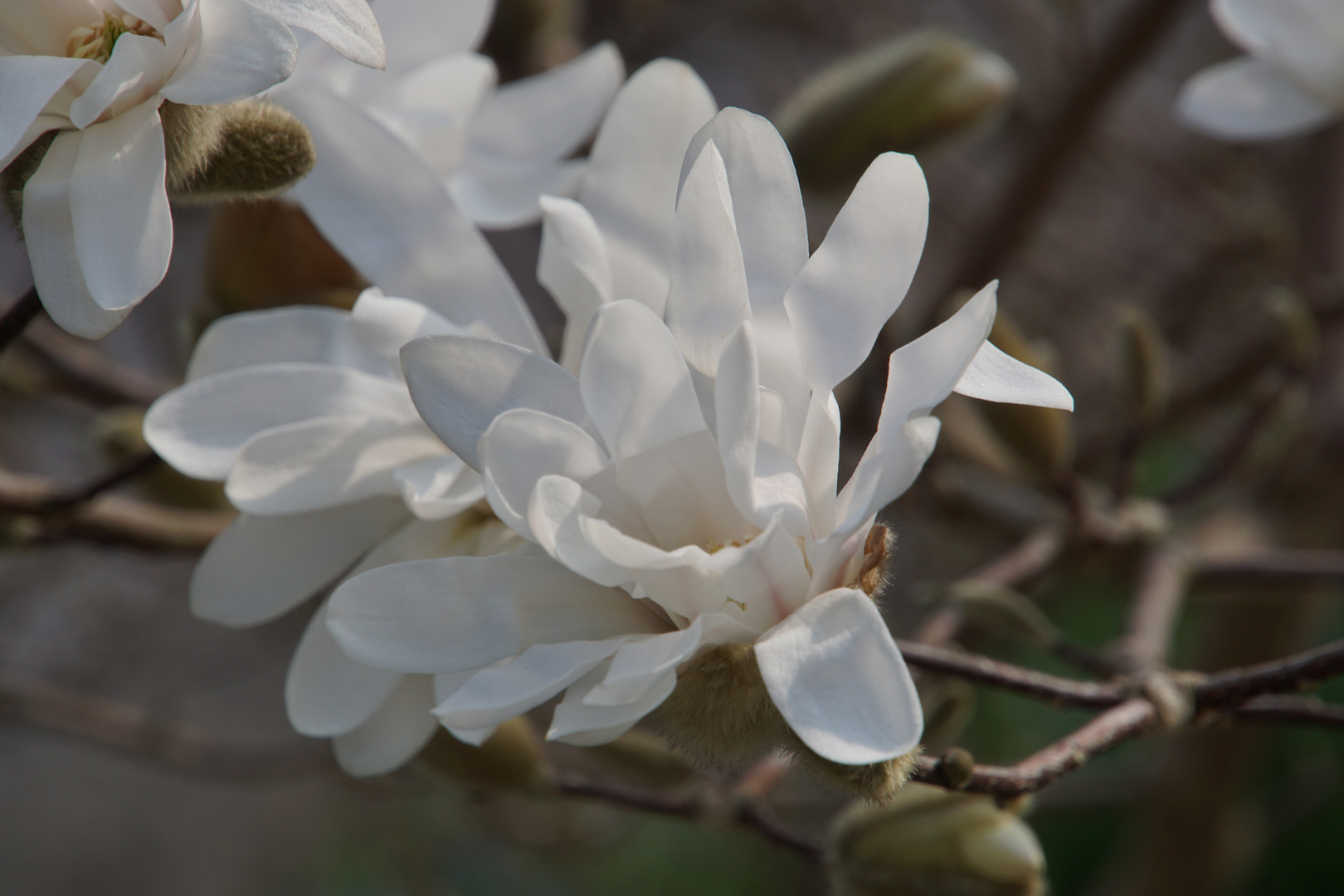 Magnolien