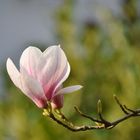 Magnolien