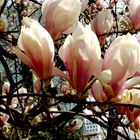 Magnolien