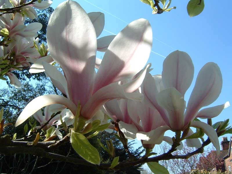 Magnolien