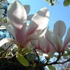 Magnolien