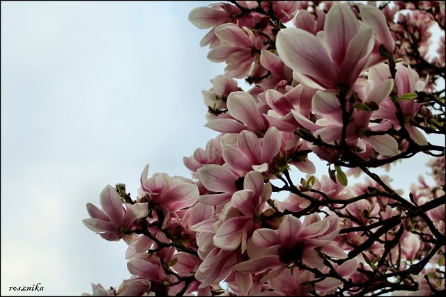 Magnolien...