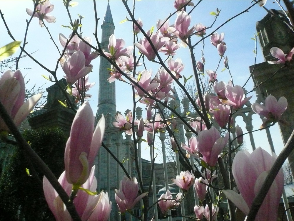 Magnolien