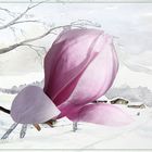 Magnolien 