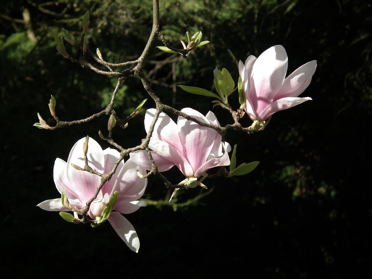 Magnolien