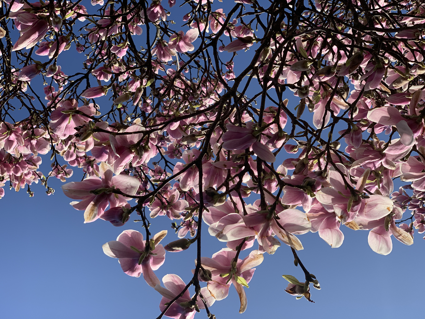 Magnolien 