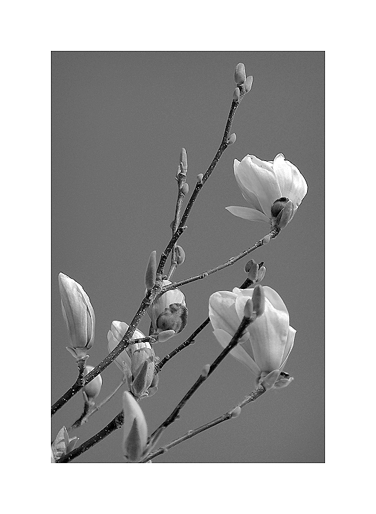 Magnolien