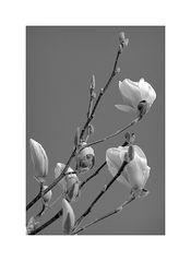 Magnolien