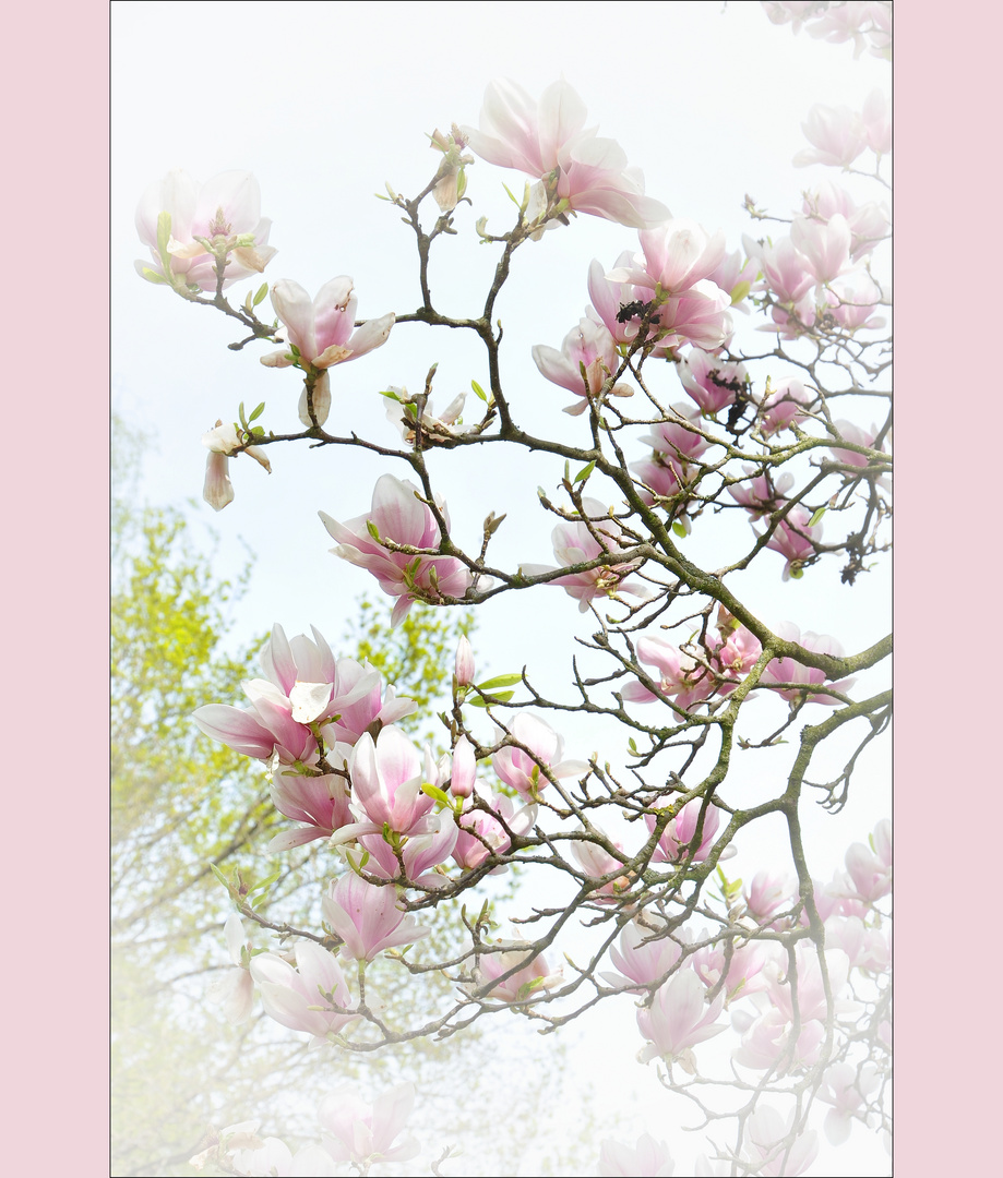 Magnolien........ 