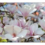 Magnolien