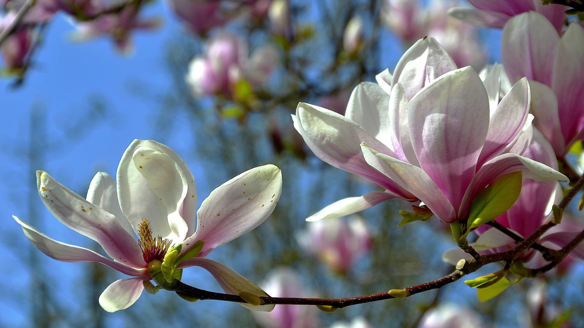 magnolien