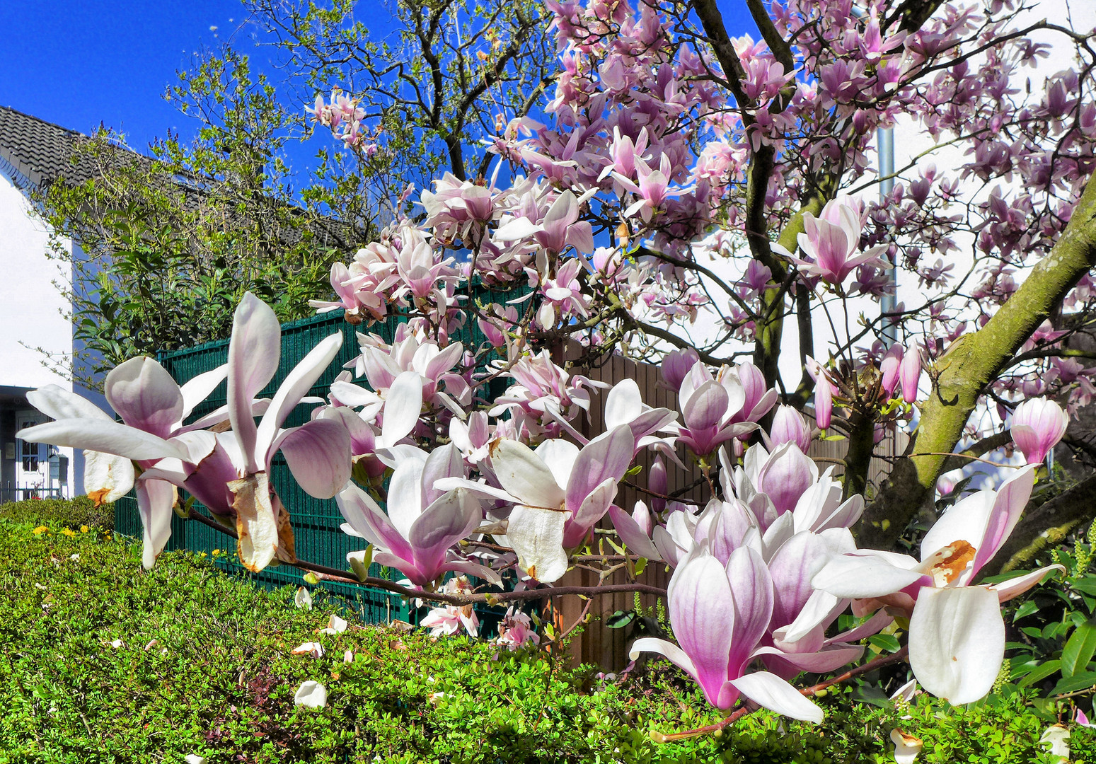 Magnolien