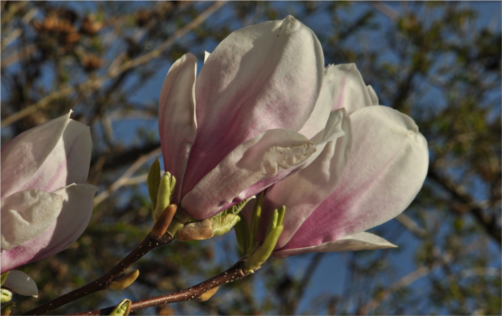 Magnolien