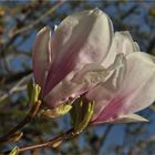 Magnolien