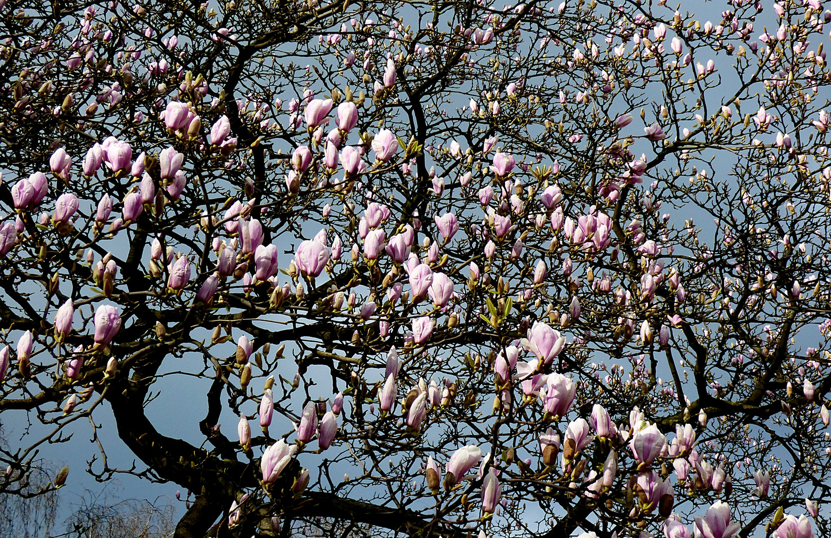 Magnolien