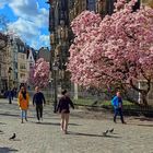 Magnolien am Aachener Dom