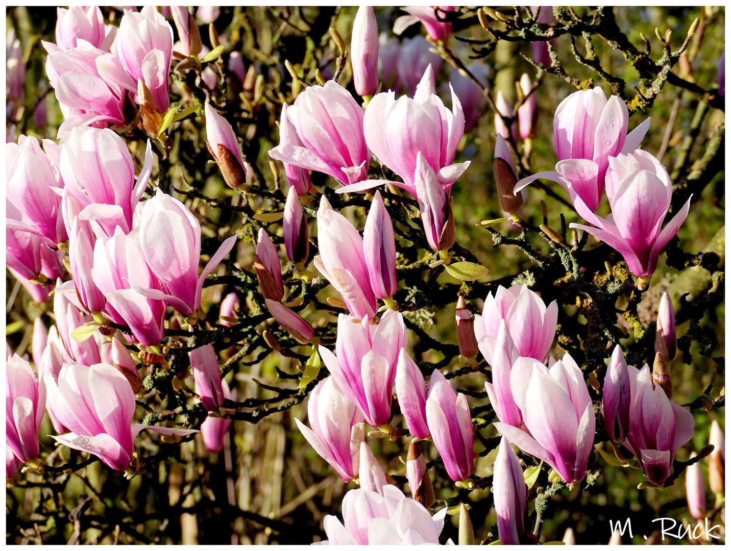 Magnolien am frühen Morgen im Sonnenlicht !