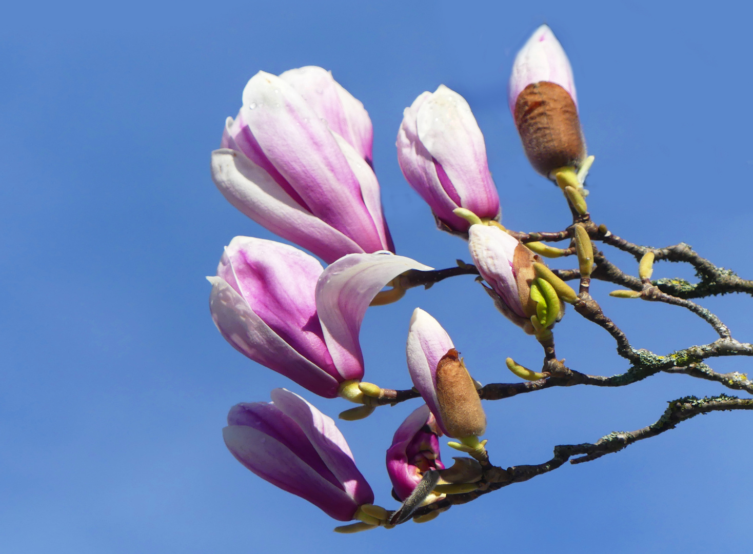 Magnolien am Frühlingsanfang