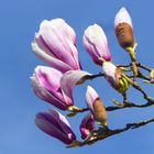 Magnolien am Frühlingsanfang