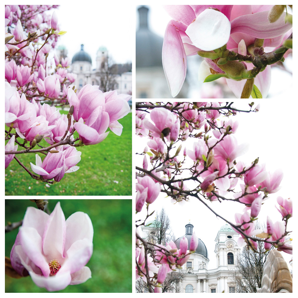 Magnolien am Markatplatz, Salzburg