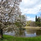 Magnolien am Teich