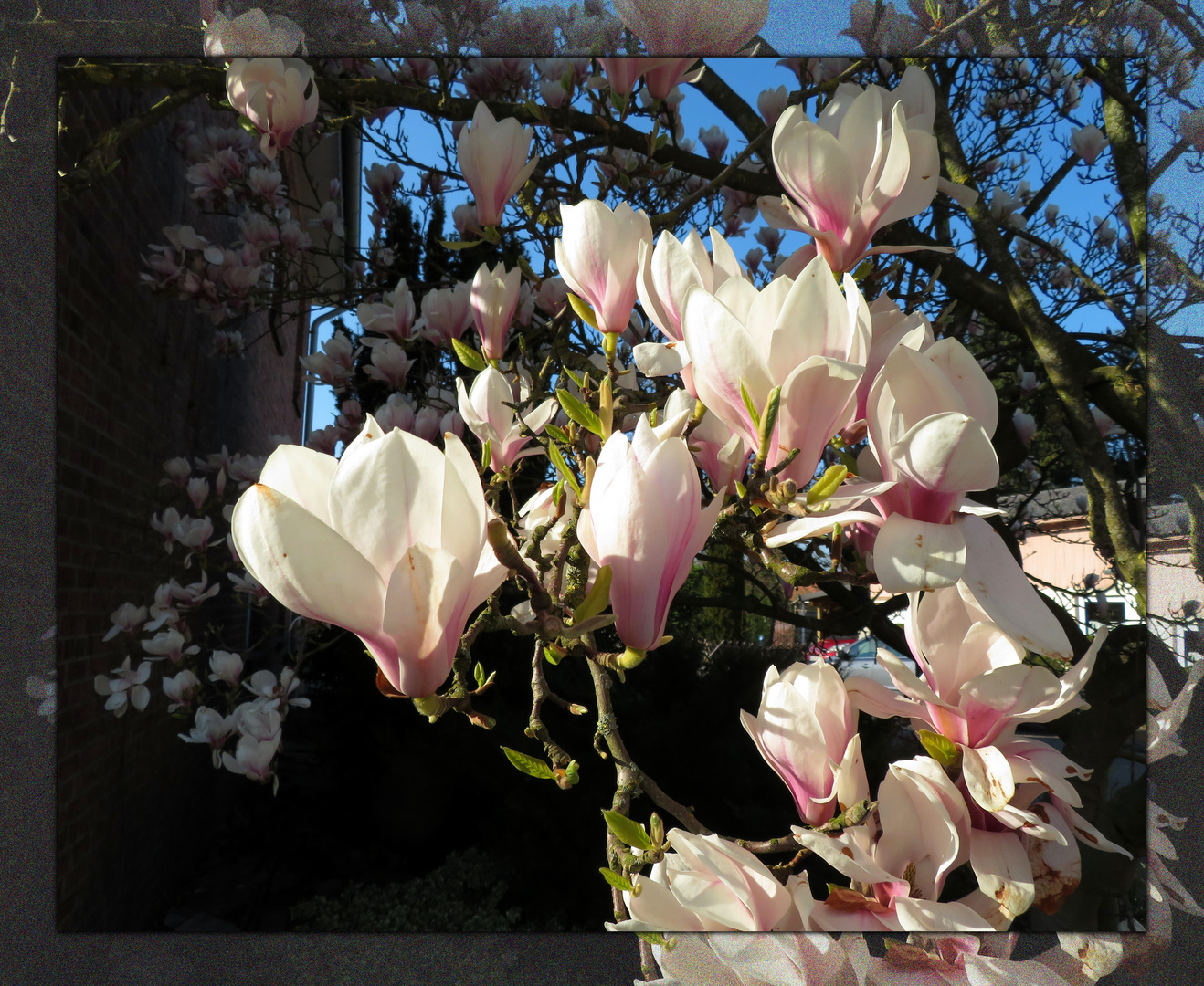 Magnolien an der Bahnhofstraße ...