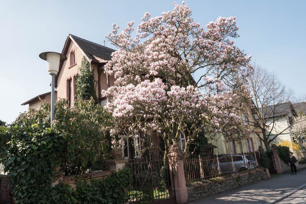 Magnolien an der hessischen Bergstrasse