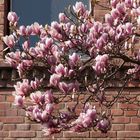 Magnolien an einem verlassenen Haus