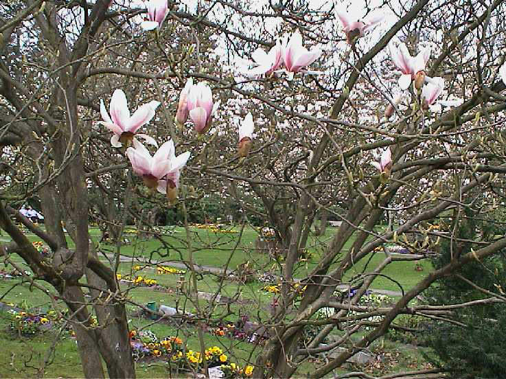 Magnolien auf dem Hauptfriedhof Altona