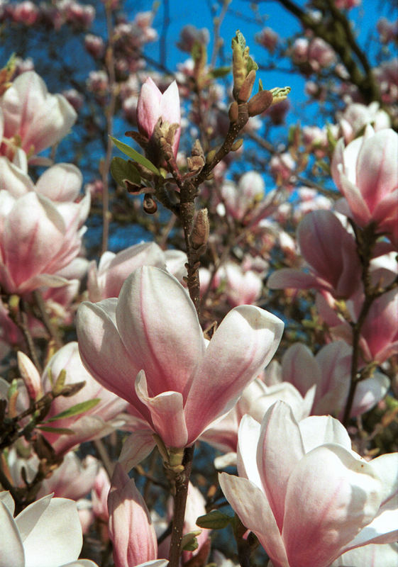 Magnolien auf dem Ohlsdorfer Friedhof 2005