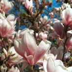 Magnolien auf dem Ohlsdorfer Friedhof 2005