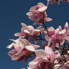 Magnolien aus Brescello