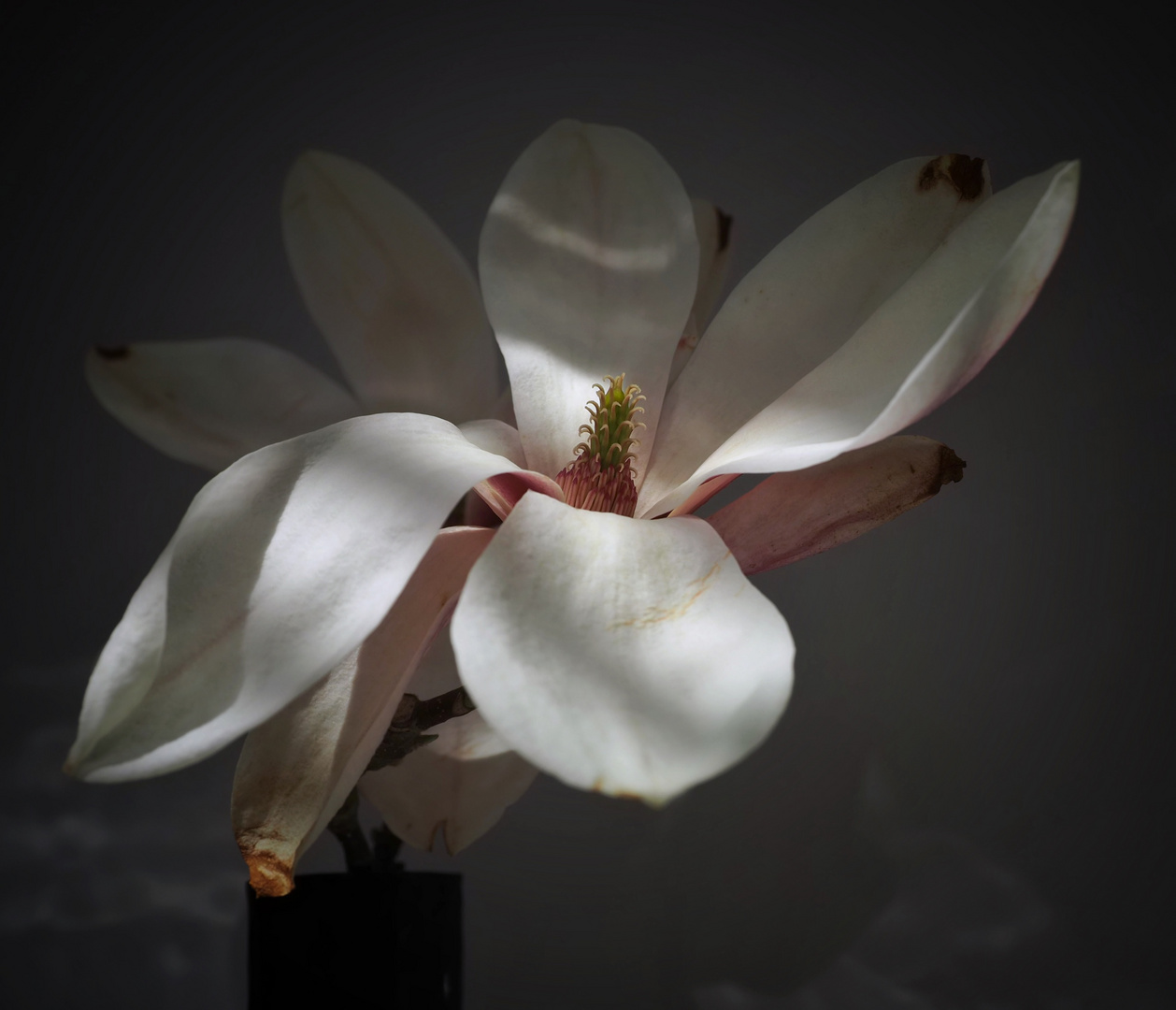 Magnolien aus meinem Garten